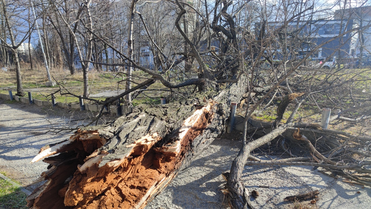 Силният вятър събори дървета и клони в района на Боровец