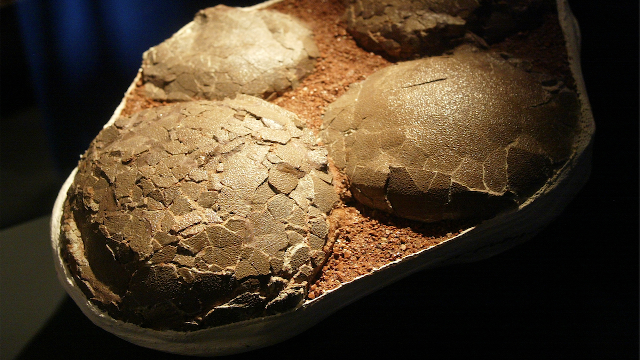 Учени откриха над 250 фосилизирани яйца на титанозаври, обитавали Индия