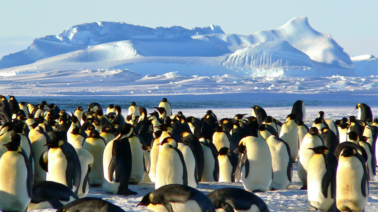 Нова колония на императорски пингвини в Антарктида е открита от космоса