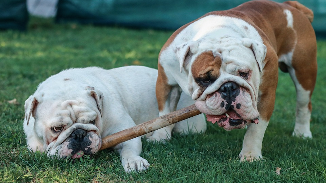 Нидерландия иска да забрани притежанието на кучета с плоски муцуни