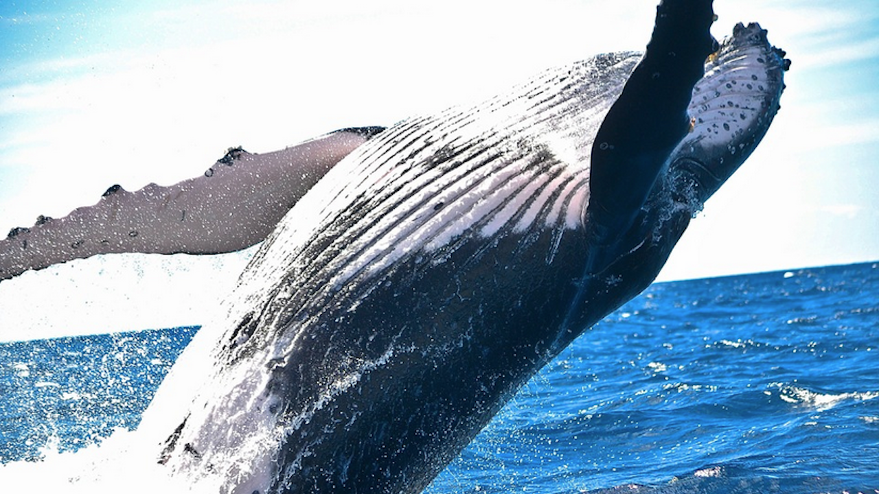 Гигантизмът е в гените на китовете, установи проучване на бразилски
