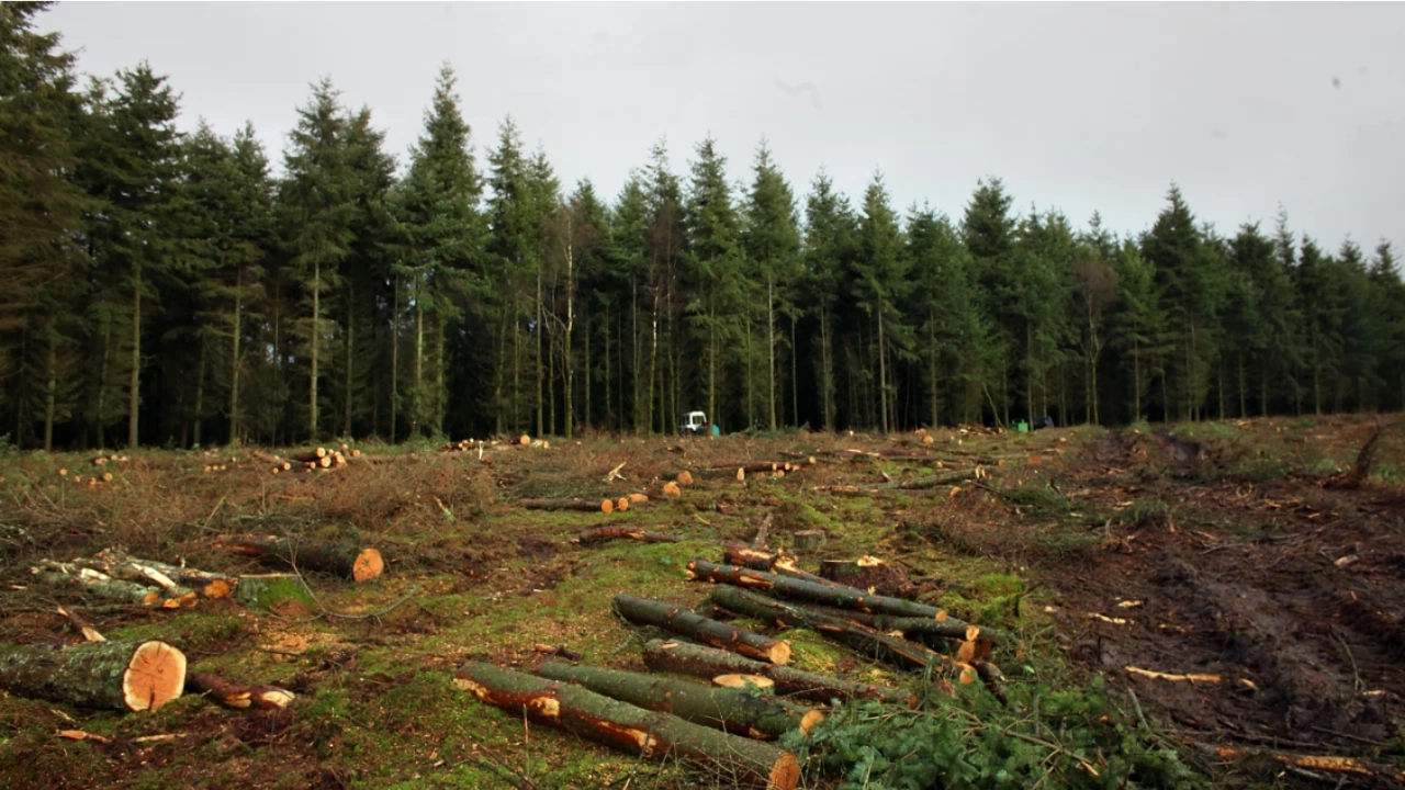 Върховният административен съд предотврати изсичането на 20 декара гори в