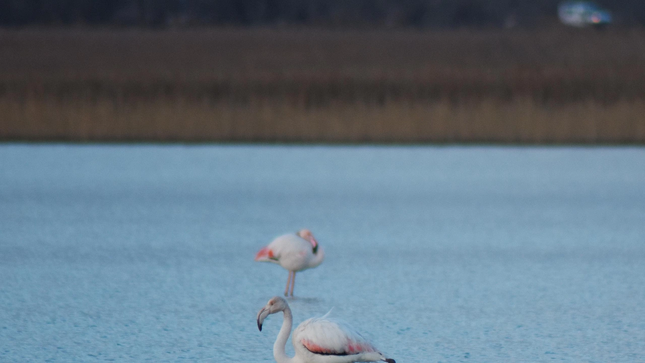 Преброиха рекордния брой от 2712 фламинги базирани в Атанасовско езеро  Поморийско езеро и Защитена