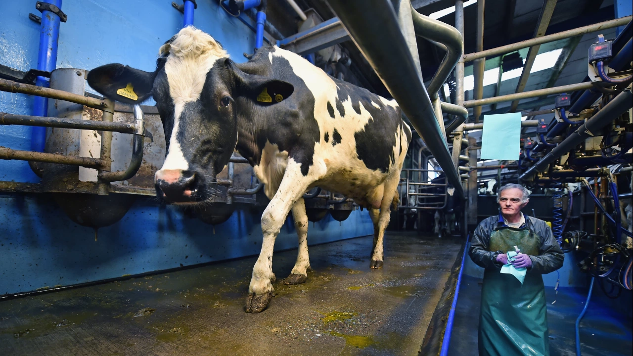 Високотехнологична млечна ферма е сред първите в Босна превръщащи биогаз