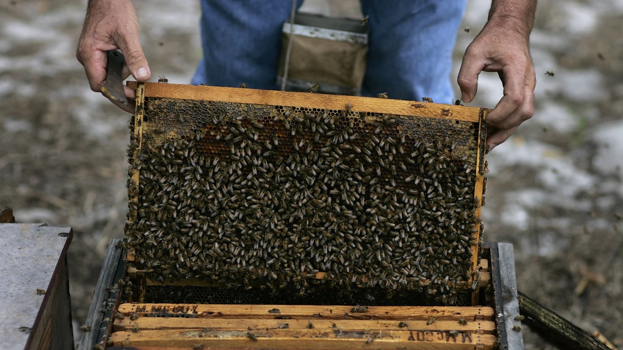Необичайно топлата зима променя навиците на пчелите А пчелари предупреждават