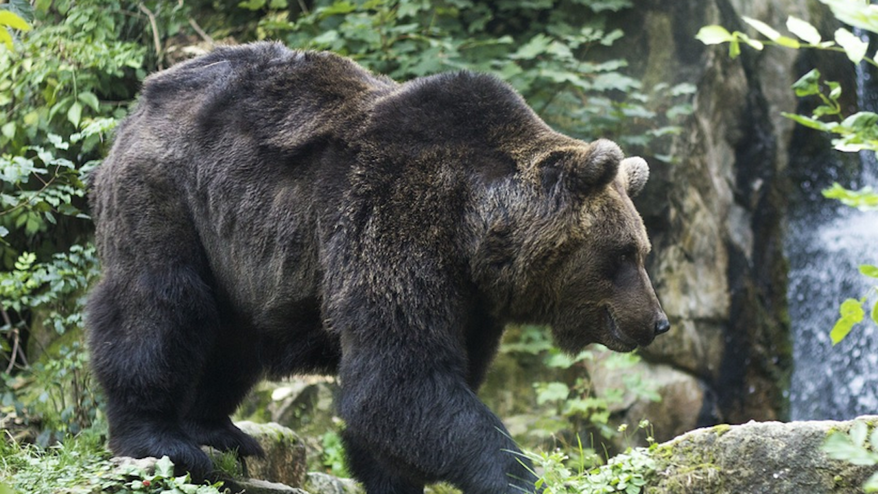 Италия скърби: Кола уби мечока Хуан Карито