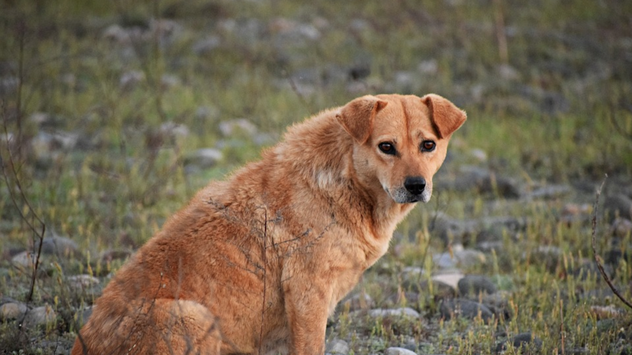 Разследват убийство на куче по особено жесток начин в Дряново
