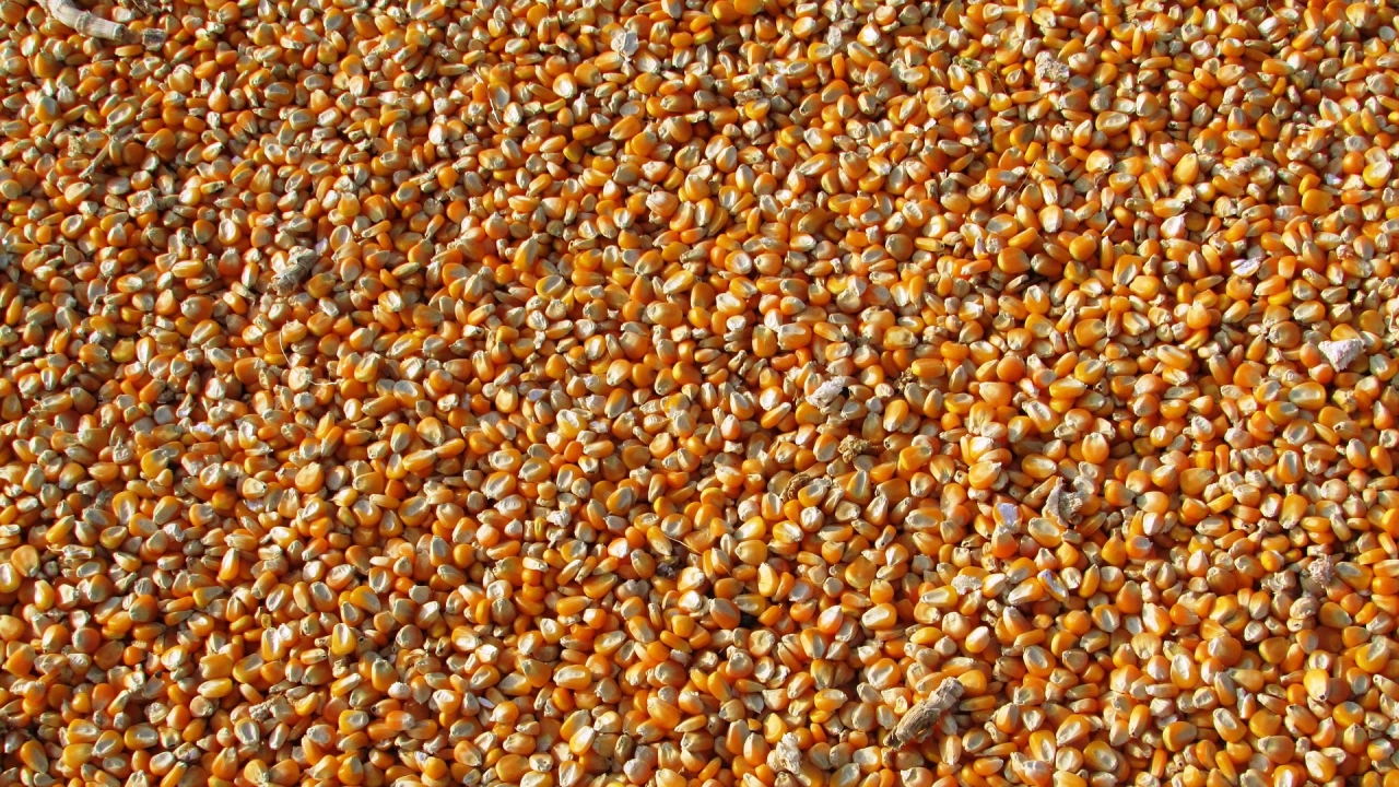Мексико няма да може напълно да замени цялата царевица която