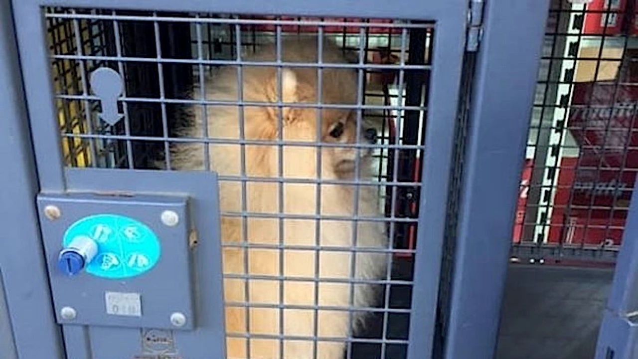 Собственик на куче го затвори в клетка за багаж в
