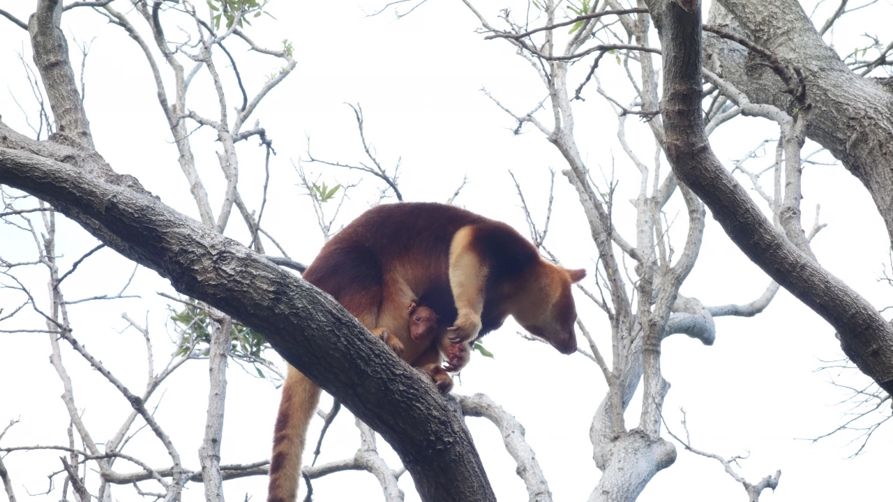 Дървесно кенгуру се показа от торбата на майка си за