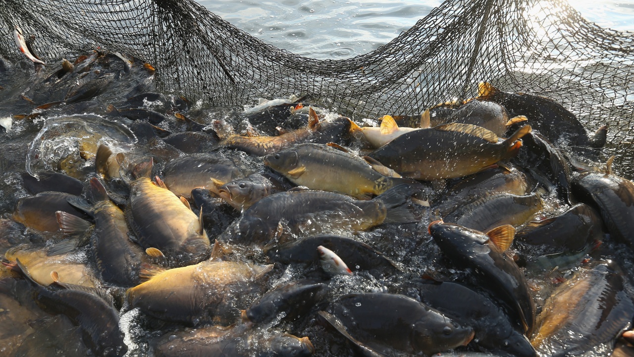 ИАРА дари 150 кг риба, хваната в бракониерски мрежи, на Зоопарка в Бургас