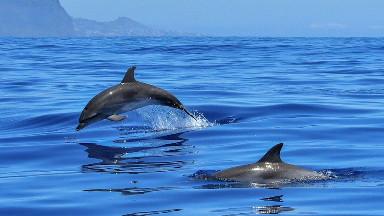 Делфини и хора разчитат на сътрудничество в риболова