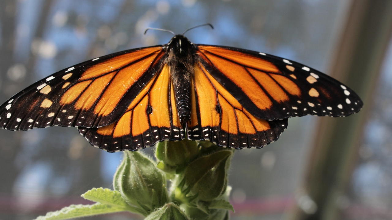 Популацията на западните пеперуди монарх, зимуващи по крайбрежието на Калифорния,