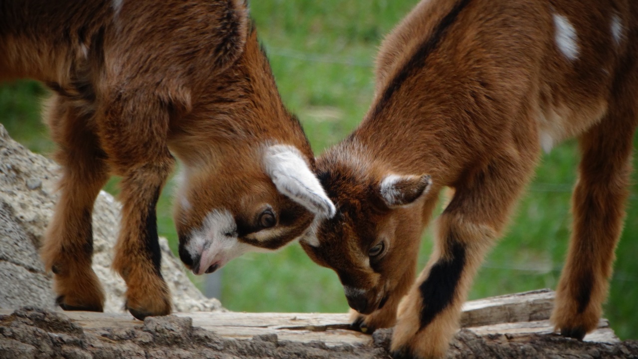 Шеф на зоопарк уби четири пигмейски кози, а после ги сервирал сготвени на парти