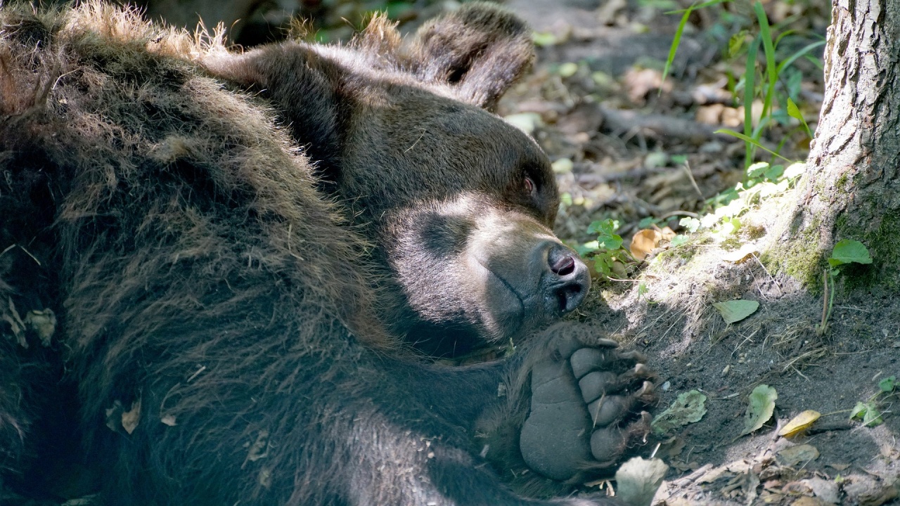 Една от най-възрастните мечки в зоопарковете у нас навърши 34