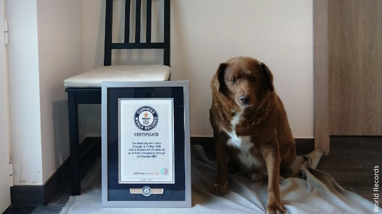 Куче счупи вековен рекорд на Гинес
