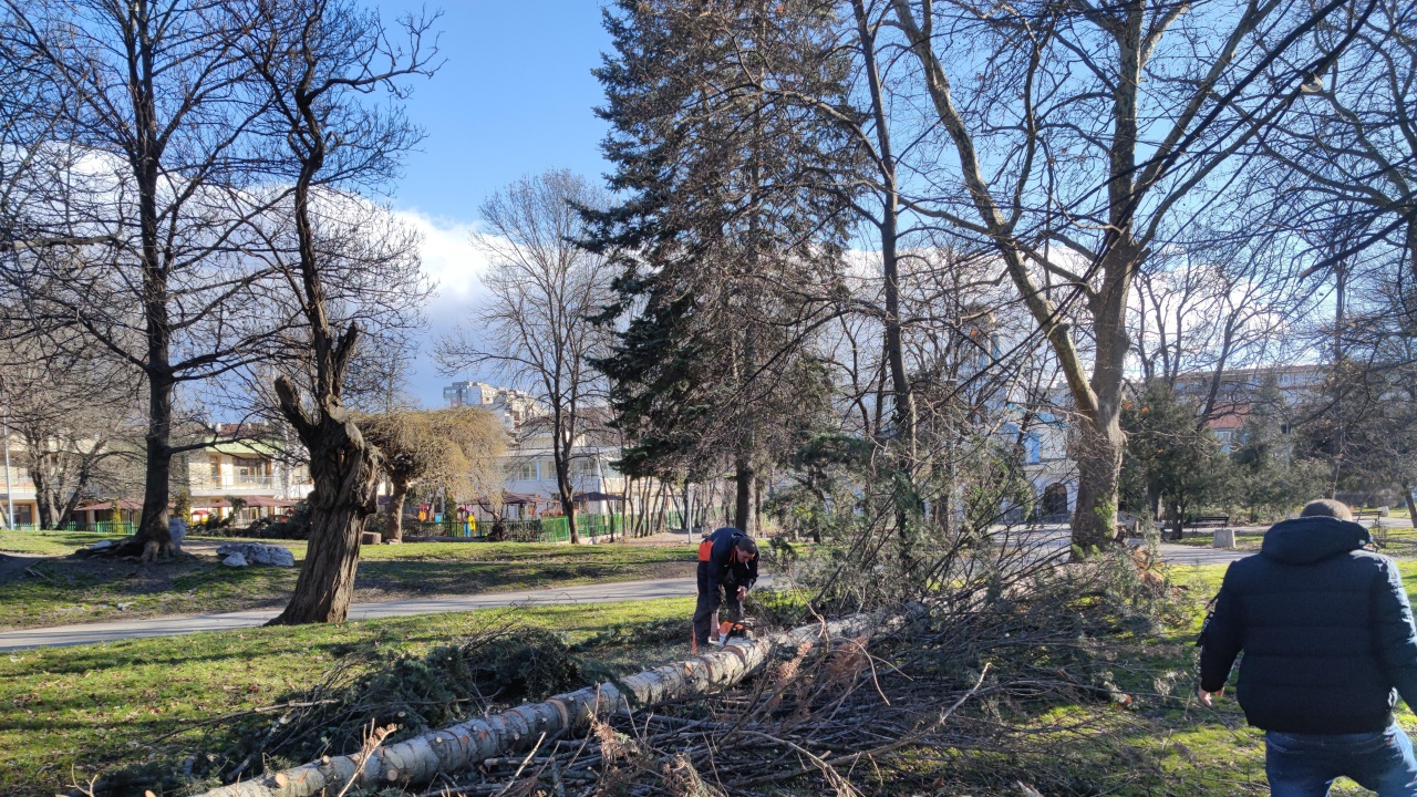 Отложени полети и скършени дървета след бурния вятър във Варна