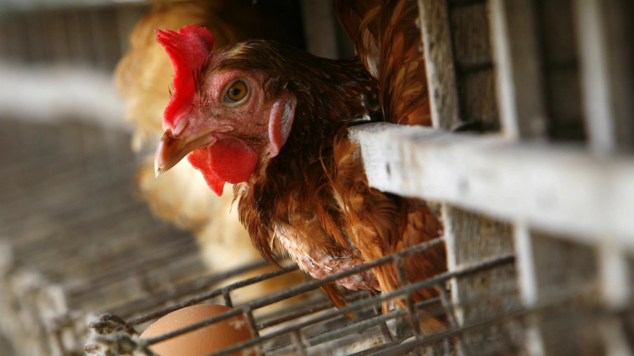 Румъния съобщи за огнище на високопатогенен птичи грип H5N1 във