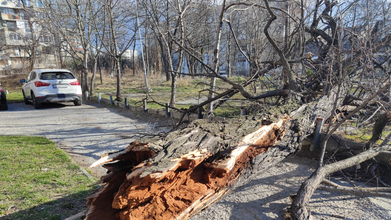 Община Враца обяви стойността на щетите които нанесе ураганният вятър