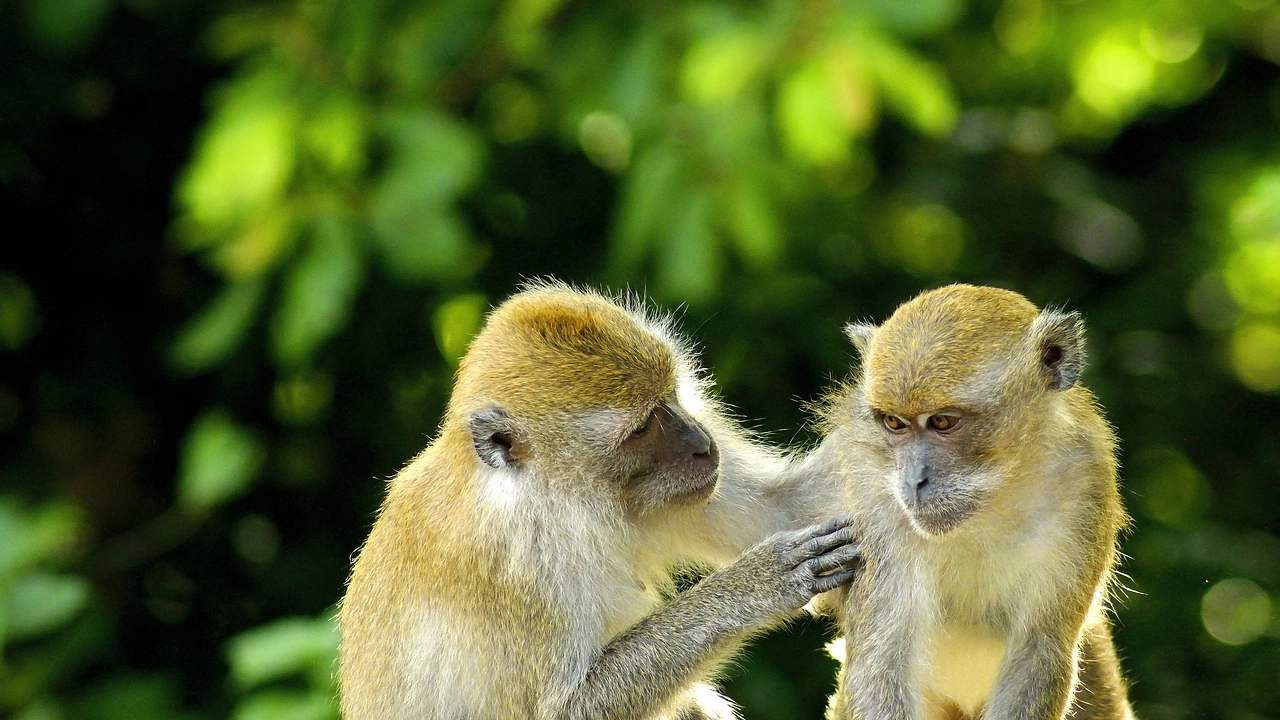 Дванадесет катеричи маймуни обикновени саймири бяха откраднати от зоопарк в