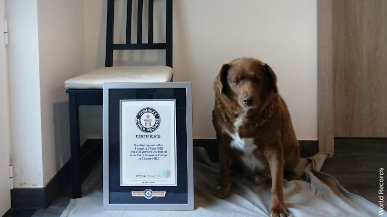 30 годишно португалско куче подобри световния рекорд на Гинес за най възрастното