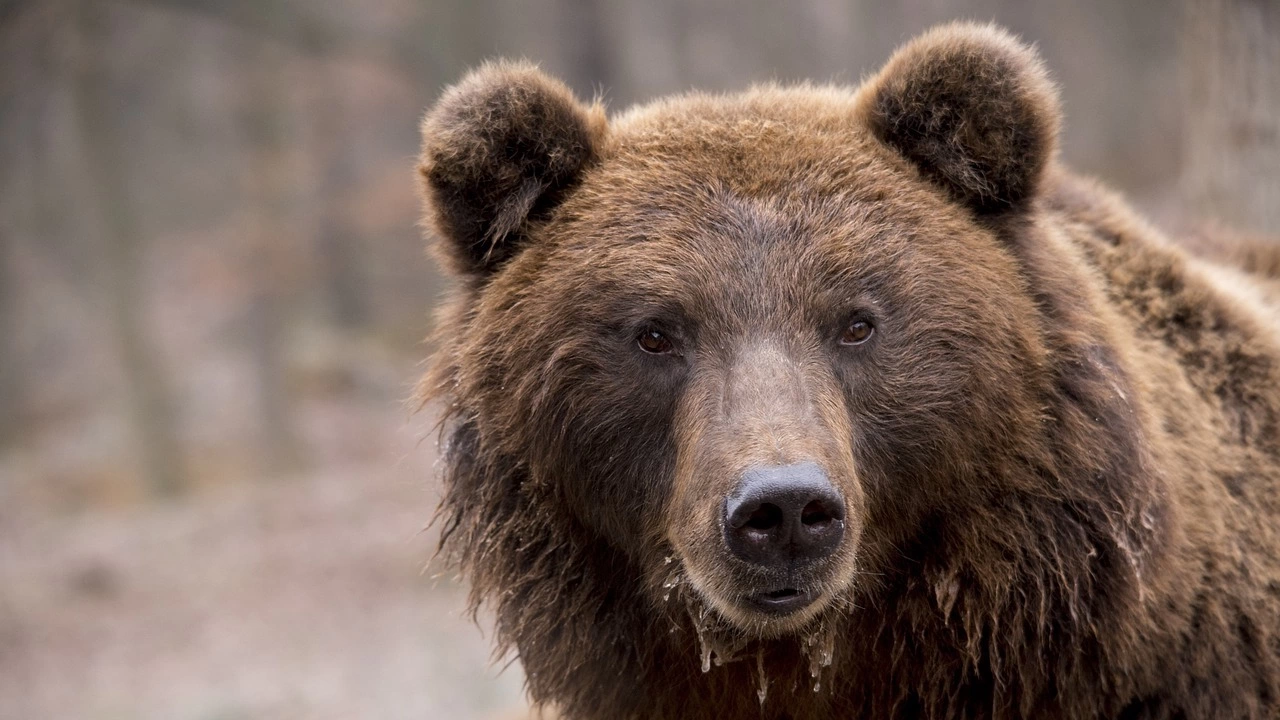 Общо 199 нападения от кафява мечка са регистрирани на територията