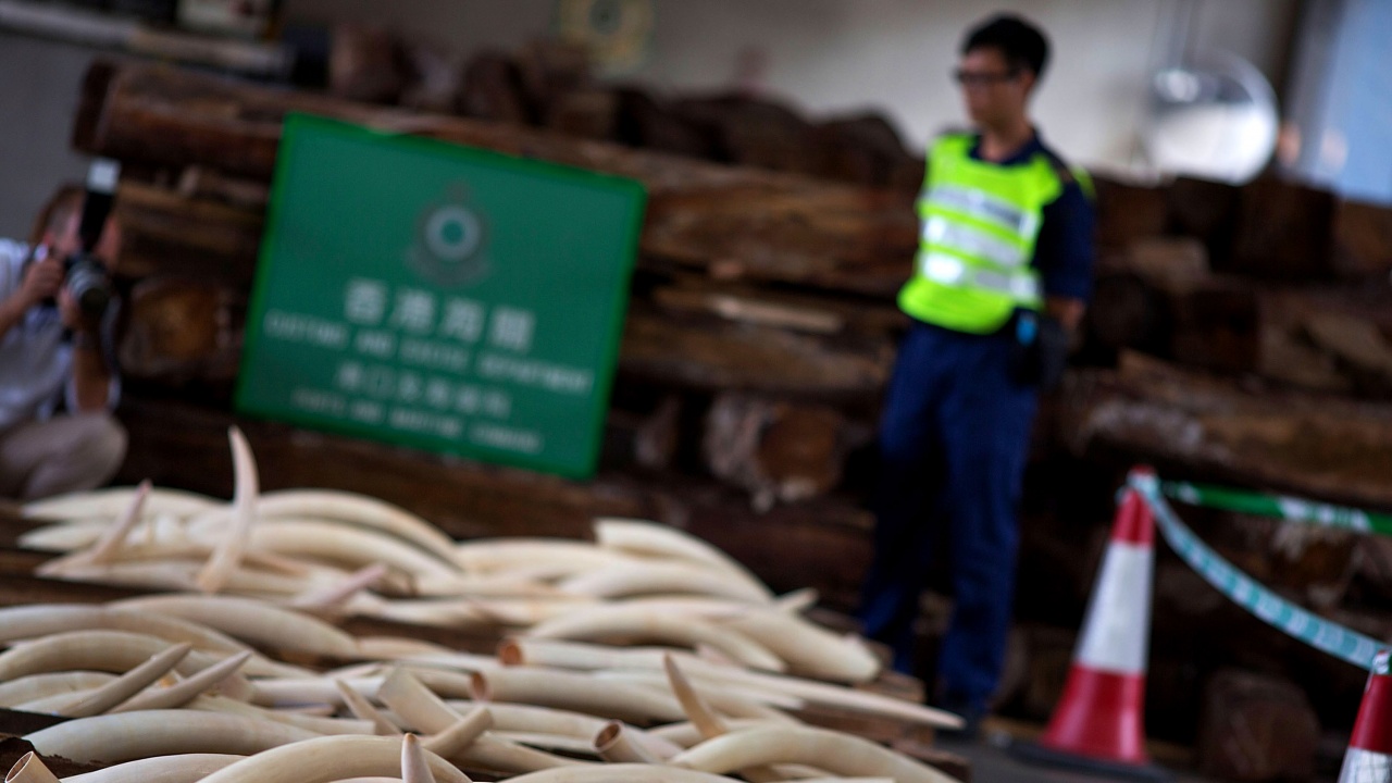 Виетнамските власти иззеха 600 килограма контрабандна слонова кост от Африка