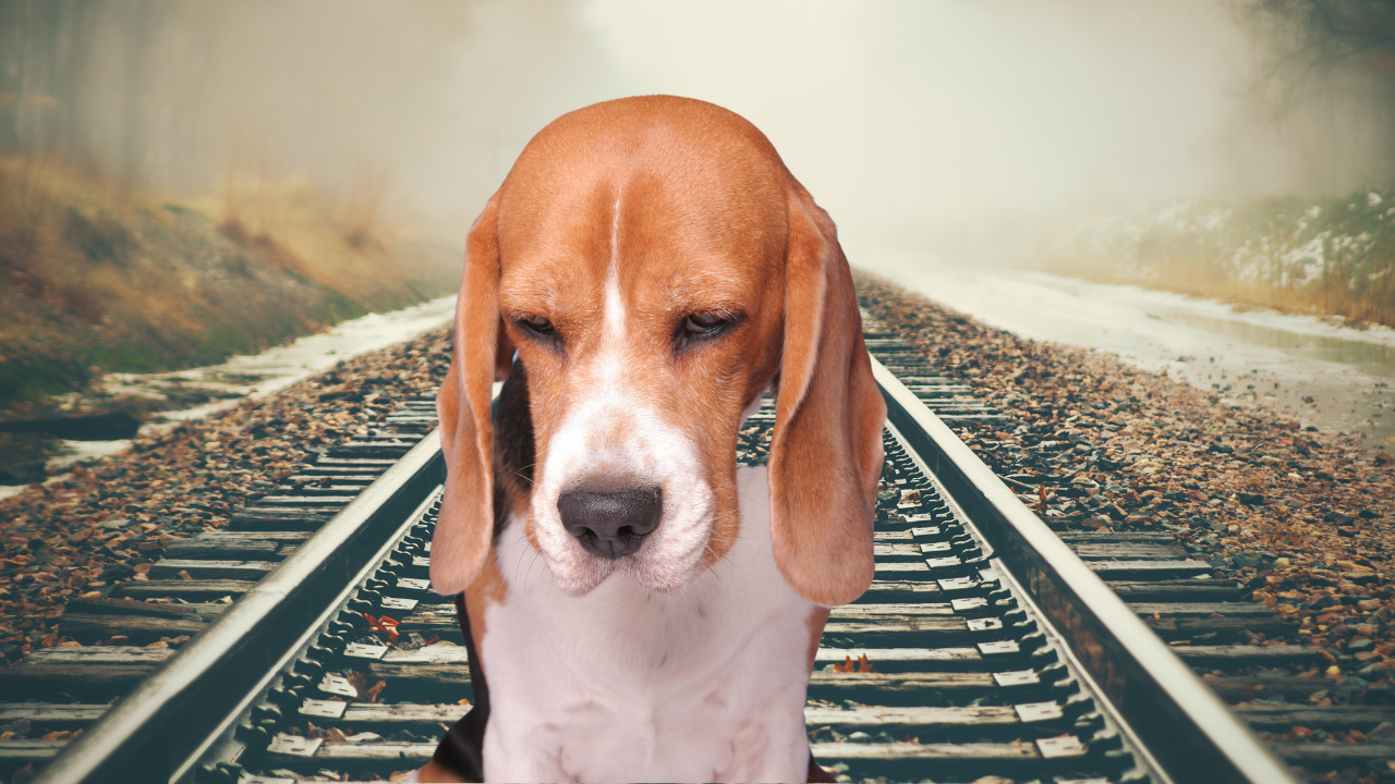 Бруталност:  Връзват кучета за железопътни релси