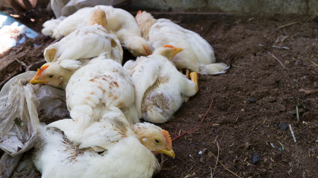 Словакия и Непал съобщиха за огнища на птичи грип във ферми