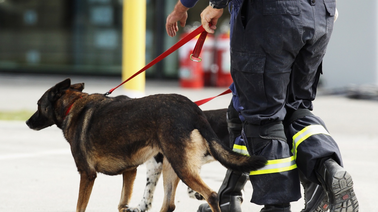 Българско спасително куче откри живо 5-членно семейство под руините на къщата им