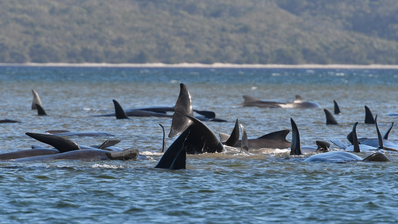 Открити са мъртви китове по северοзападните брегове на Кипър, вероятно