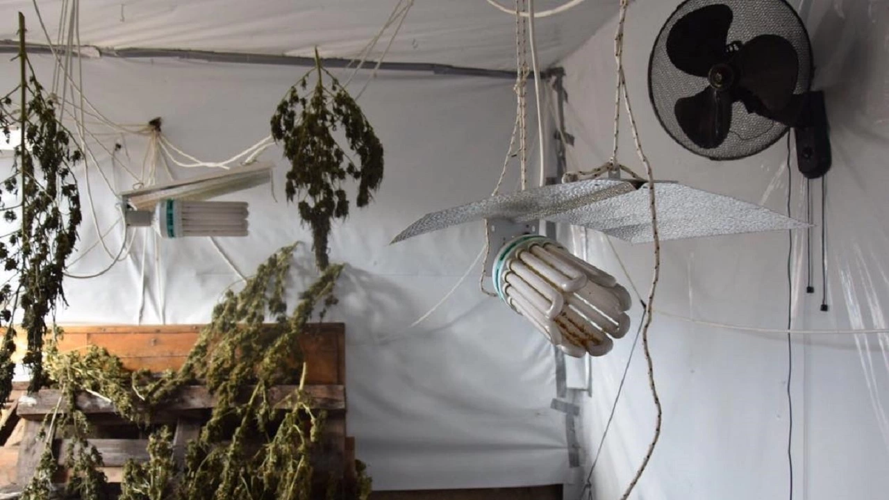 Оранжерия за марихуана откриха при операция за противодействие на престъпленията
