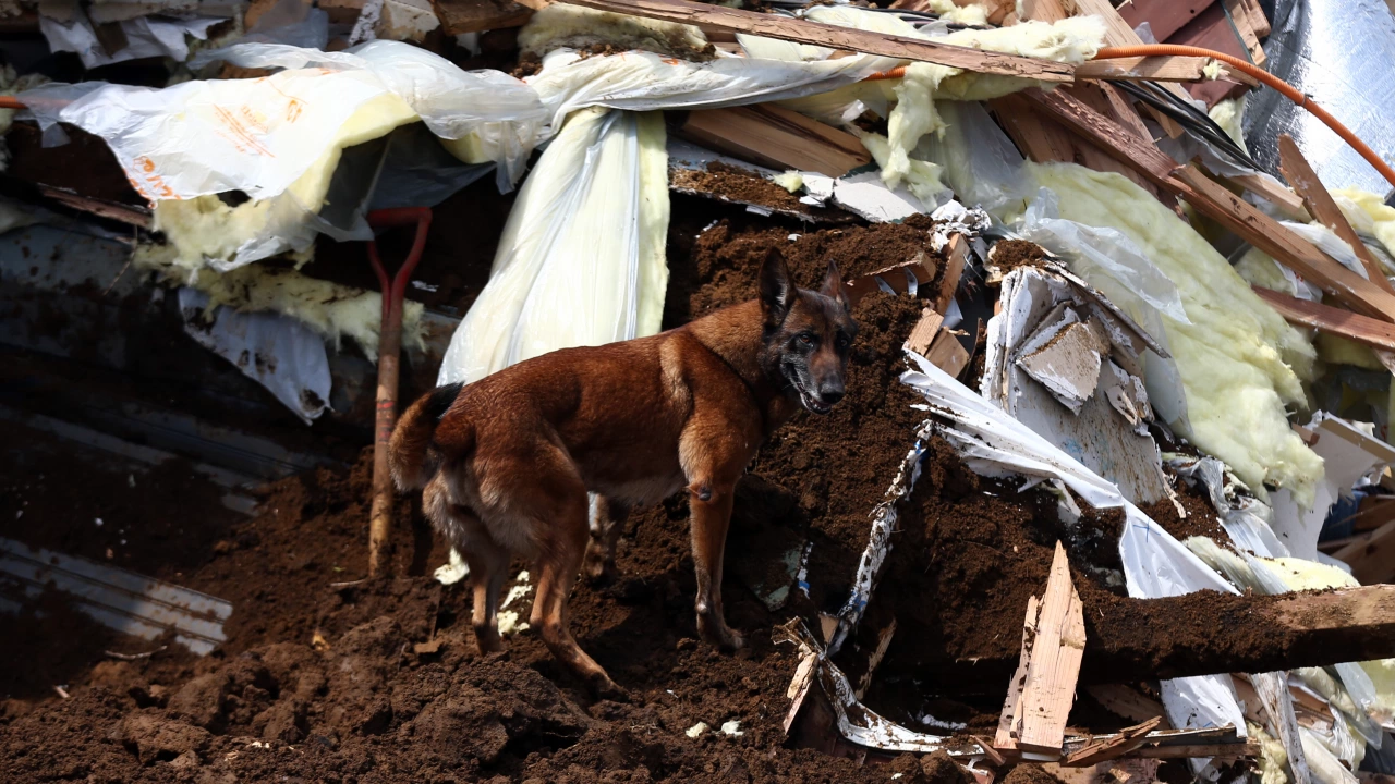 Едно от петте спасителни кучета които България изпрати в Турция