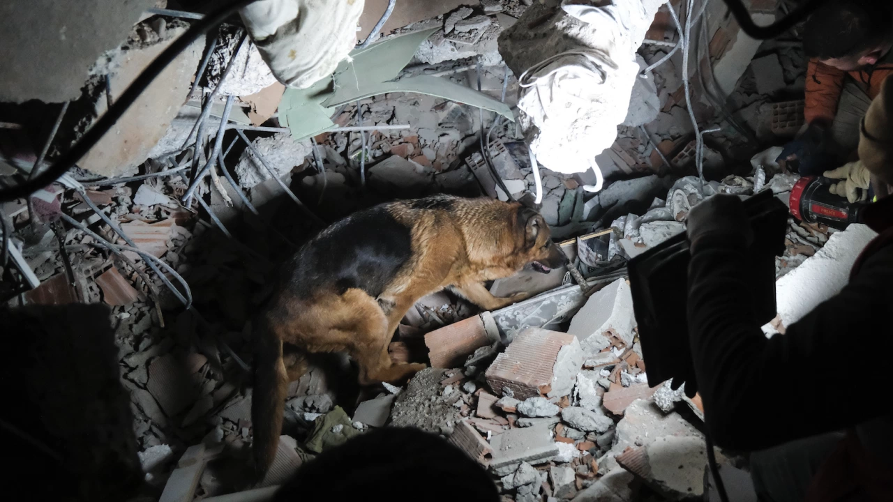 Дванайсет спасители и 5 кучета от Планинска спасителна служба бяха
