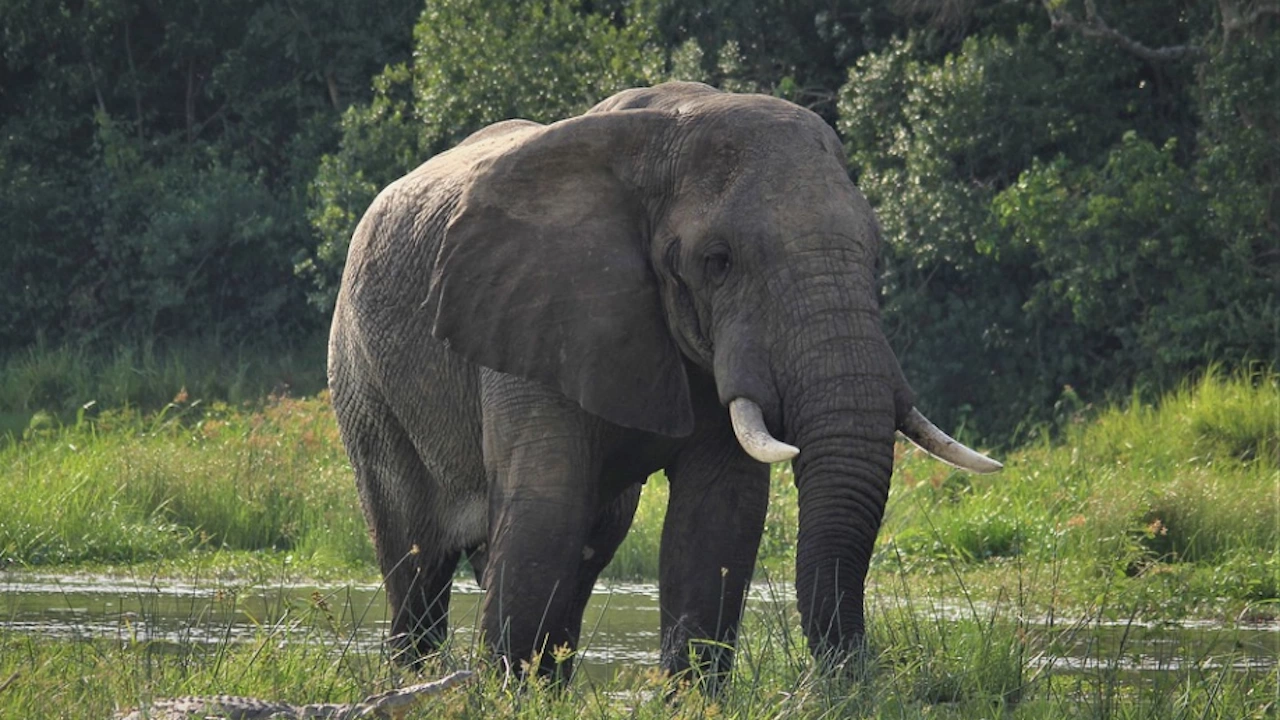 Нараства популацията на застрашените видове в Уганда съобщава БТА Слоновете