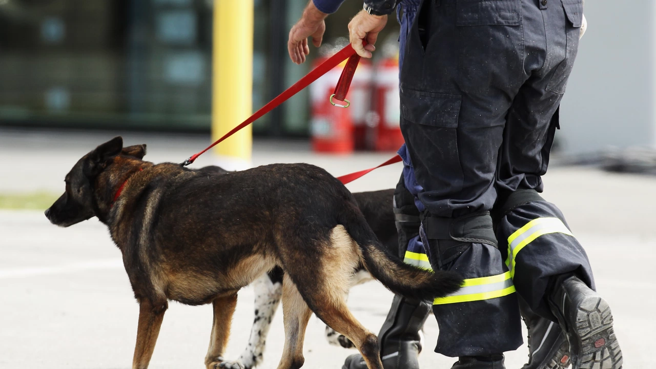 Българско спасително куче откри живо 5 членно семейство под руините на къщата им