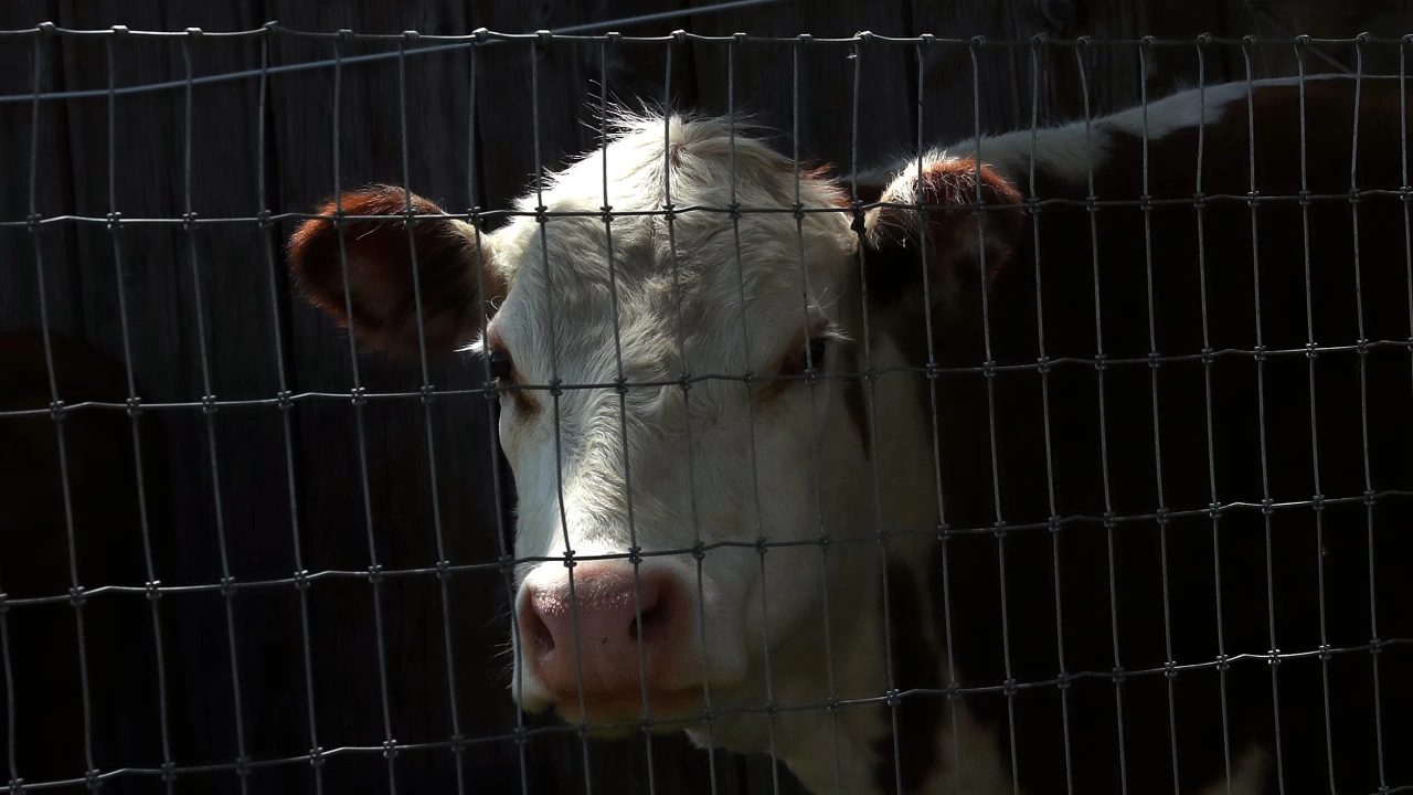 Испания е открила атипична спонгиформна енцефалопатия по говедата луда крава