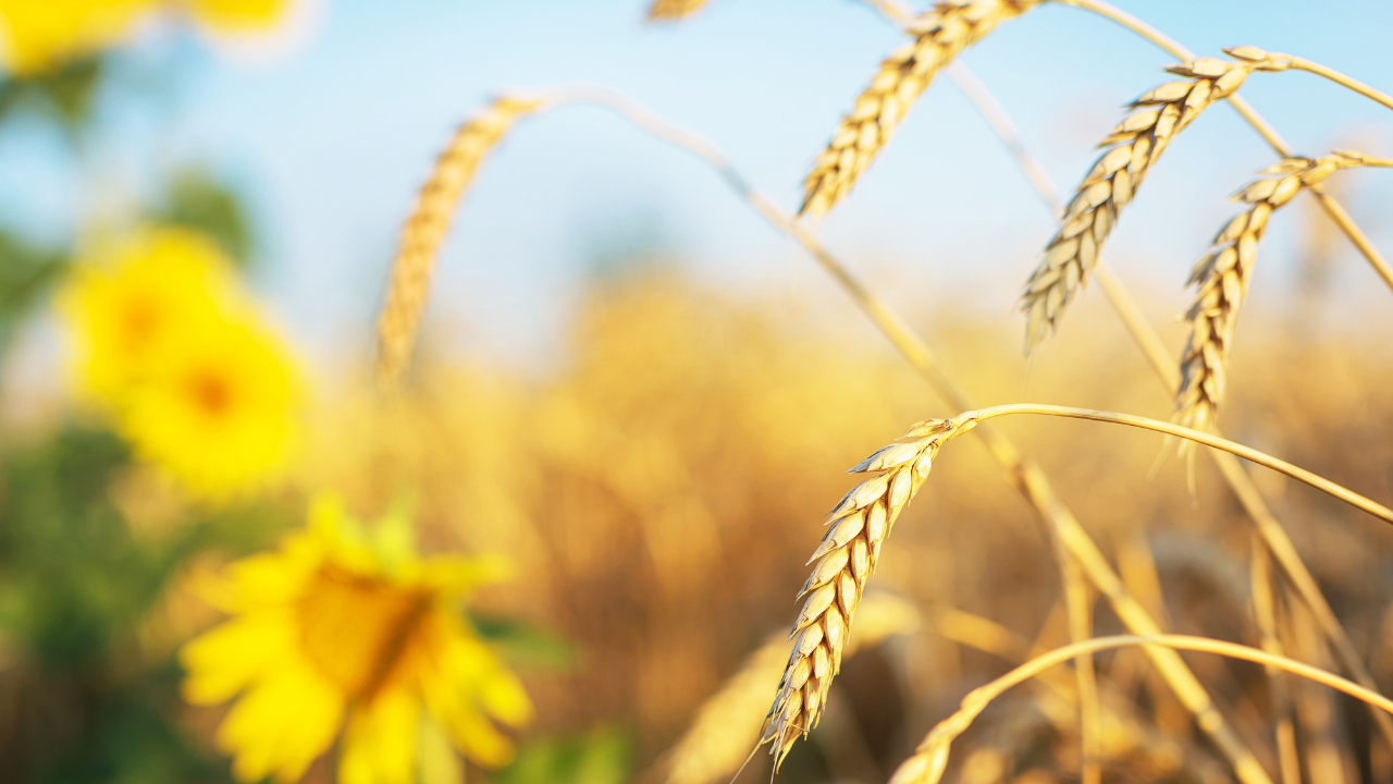 Цените на слънчогледа и пшеницата няма да продължат да спадат