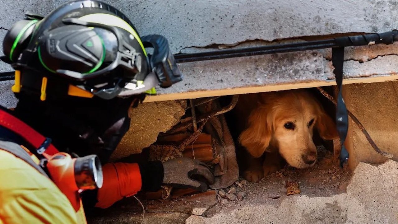 Спасиха куче изпод руините в Антакия, Турция, предаде Ройтерс. Всичко