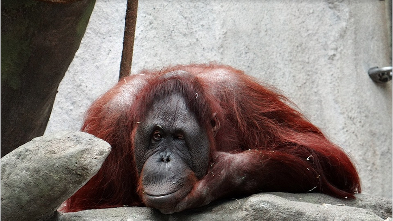 Орангутан на почти 50 години е евтаназиран зоопарка Шонбрун във