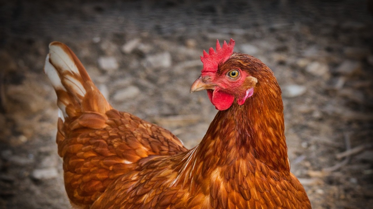 A chicken attacked and killed a man – EU