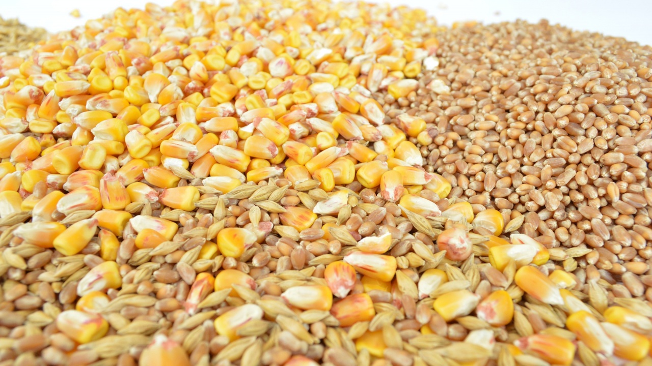 Цените на основните зърнени стоки по световните борсови пазари са без значителни промени