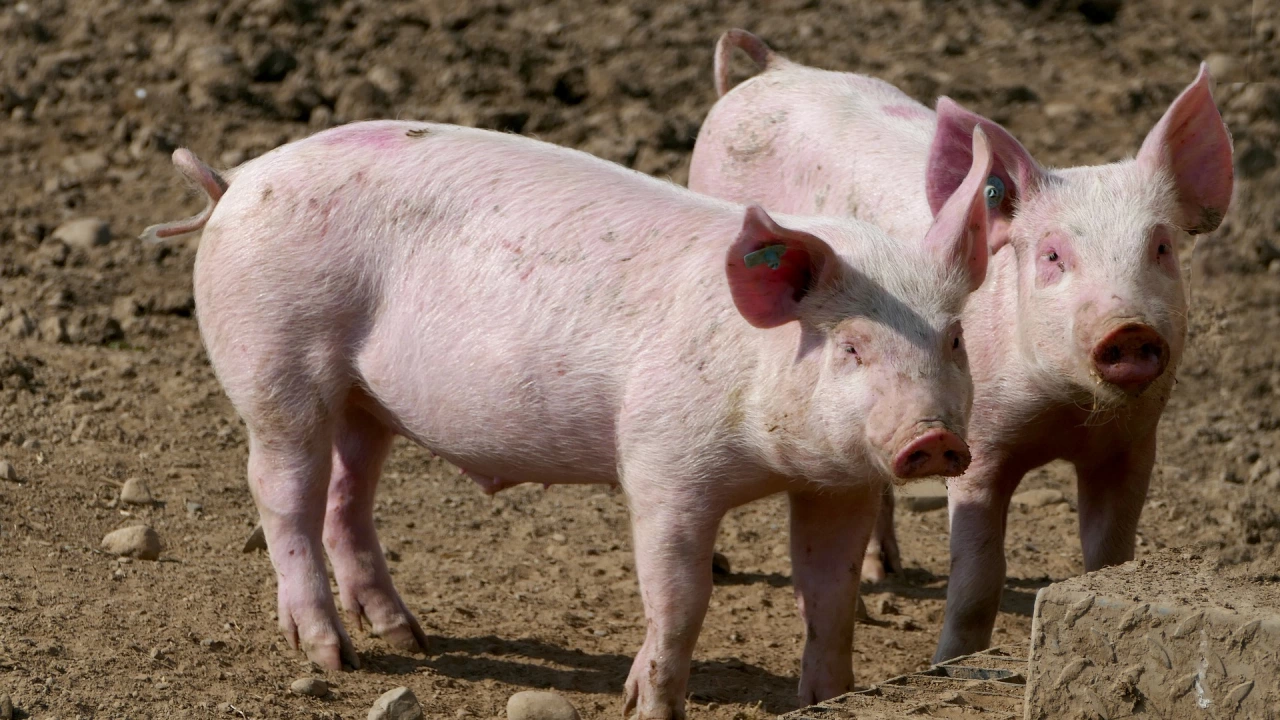 Хонконг съобщи за огнище на африканска чума по свинете АЧС
