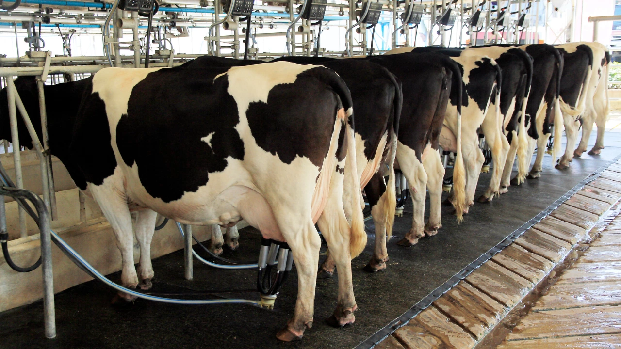 90 стотинки излиза литър краве мляко от фермите в Търновско