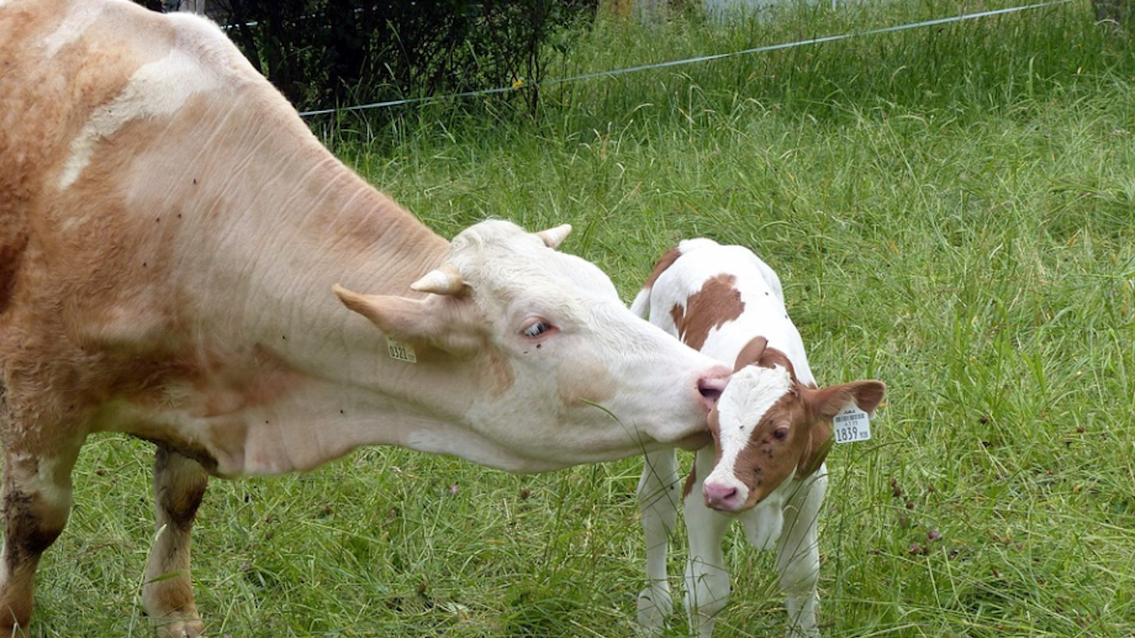 Нов данък върху говеждото месо и млечните продукти, обмислят в Дания