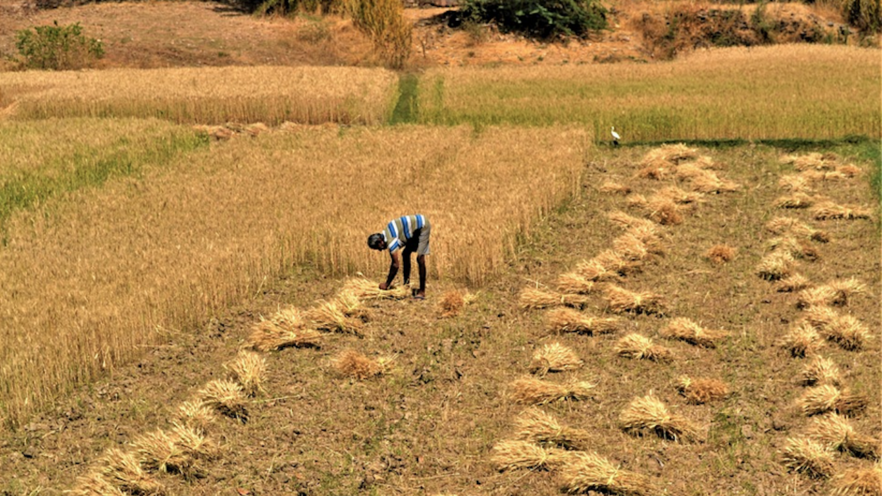 Индия ще оценява въздействието на по-високите температури върху реколтата от пшеница
