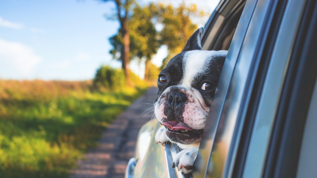 Предложение: Глоба за стопани, чиито кучета се подават през прозореца на кола