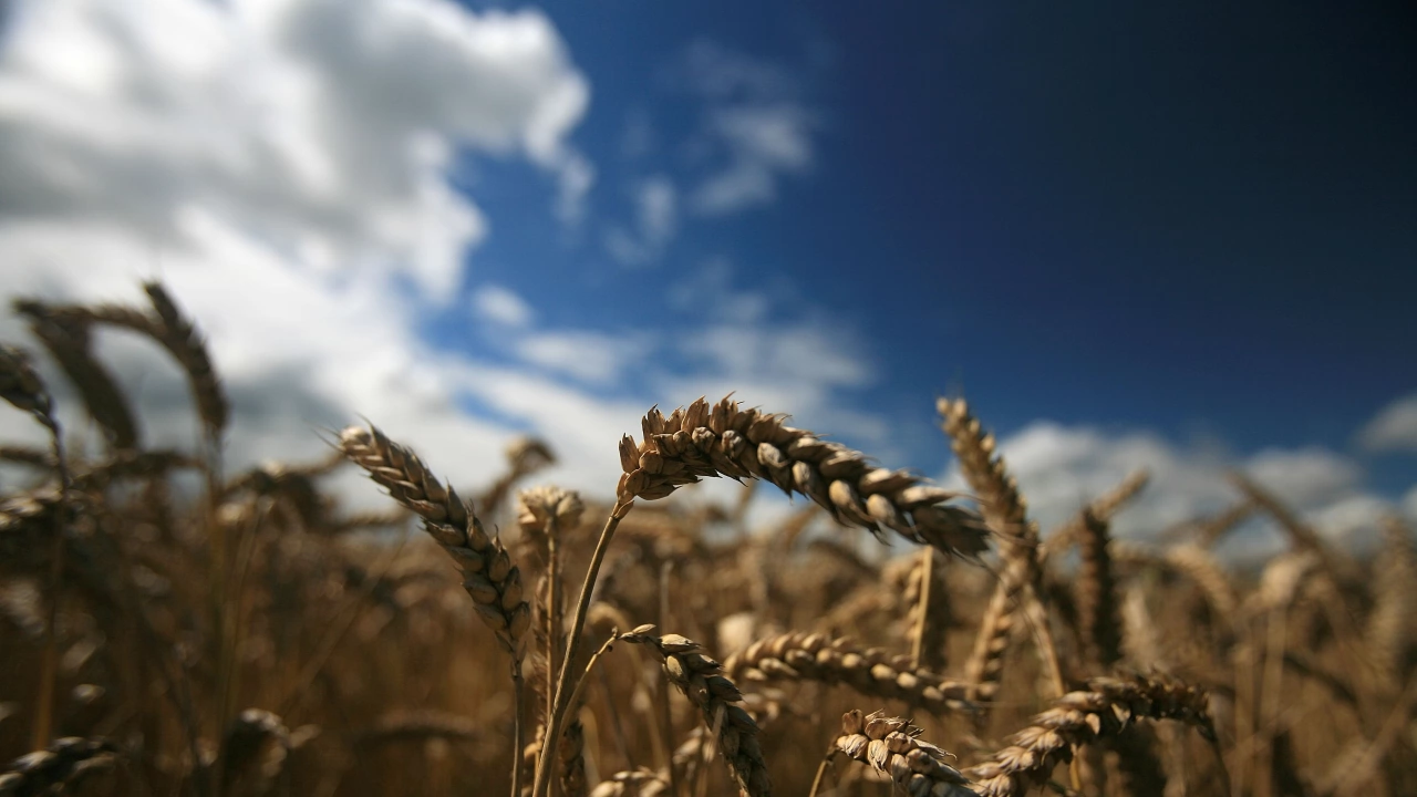 Белязани от високите и нестабилни цени купувачите на пшеница в