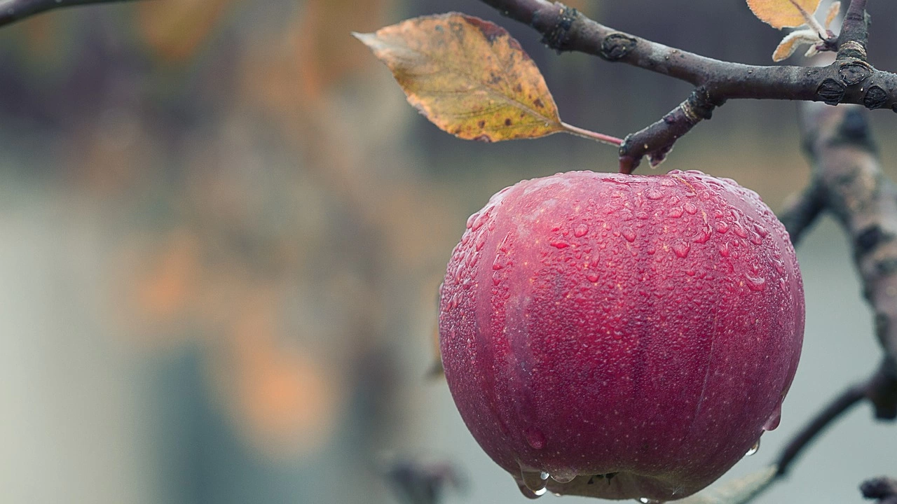 Ябълките и крушите могат да се окажат следващата дефицитна стока