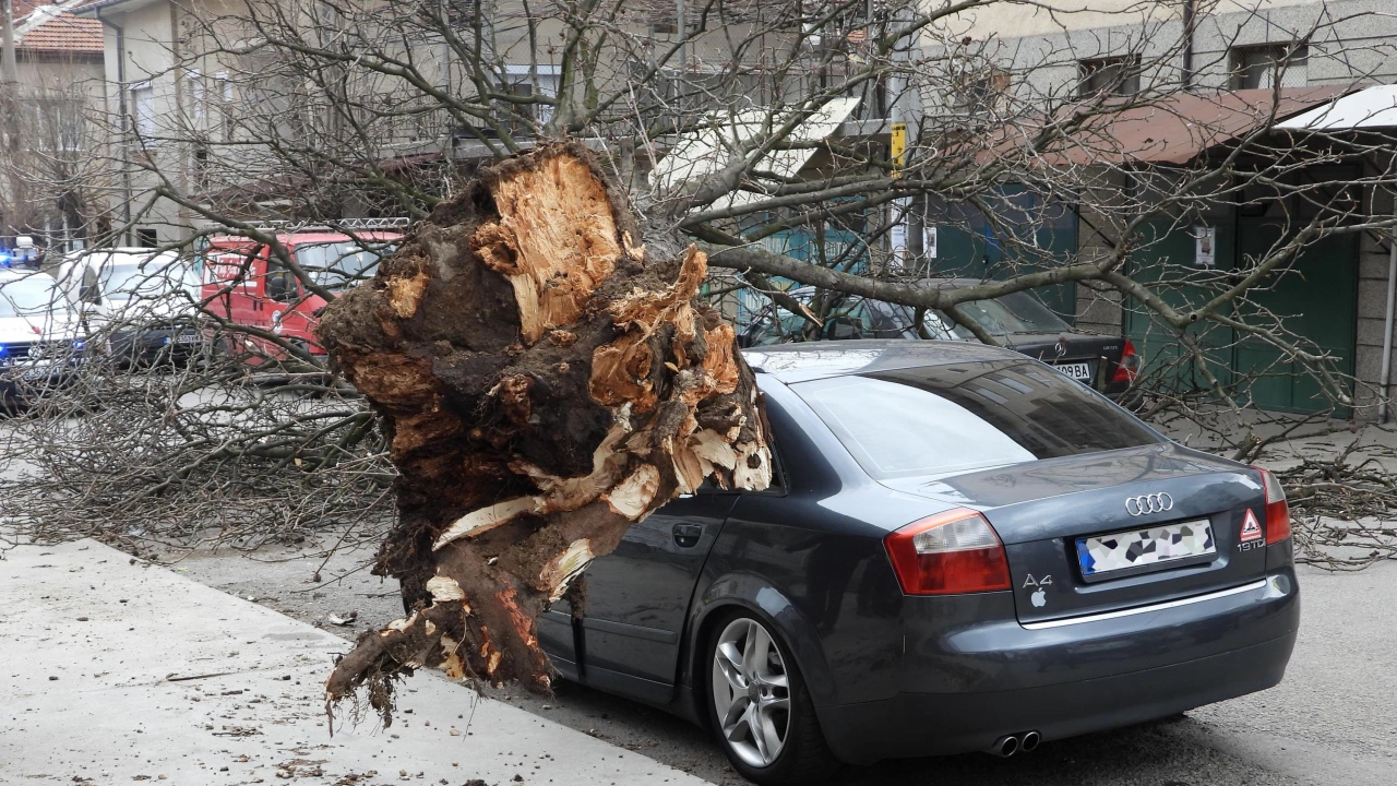 Дебело дърво премаза спрял автомобил в Харманли Водачът е оцелял по чудо Инцидентът